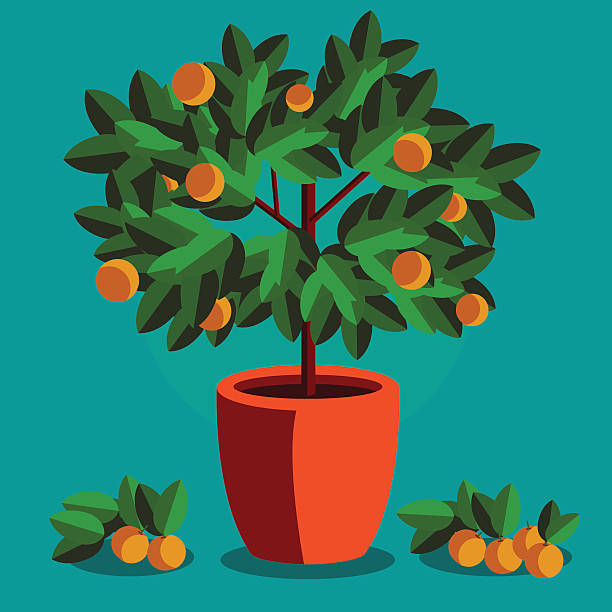 오랑주 로세아 있는 flowerpot 파란색 배경기술 - farm fruit vegetable orchard stock illustrations