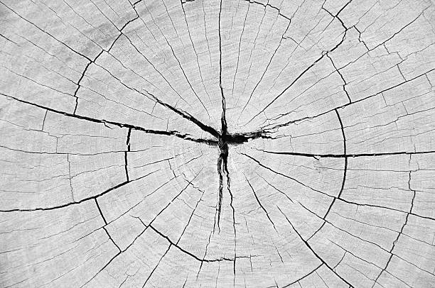 Dry old cracked tree stump with hole in the middle