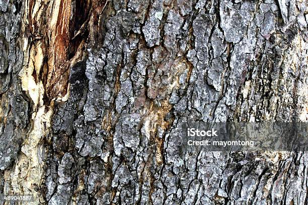 Árbol De Corteza Textura Foto de stock y más banco de imágenes de Abstracto - Abstracto, Bosque, Desgastado por el tiempo