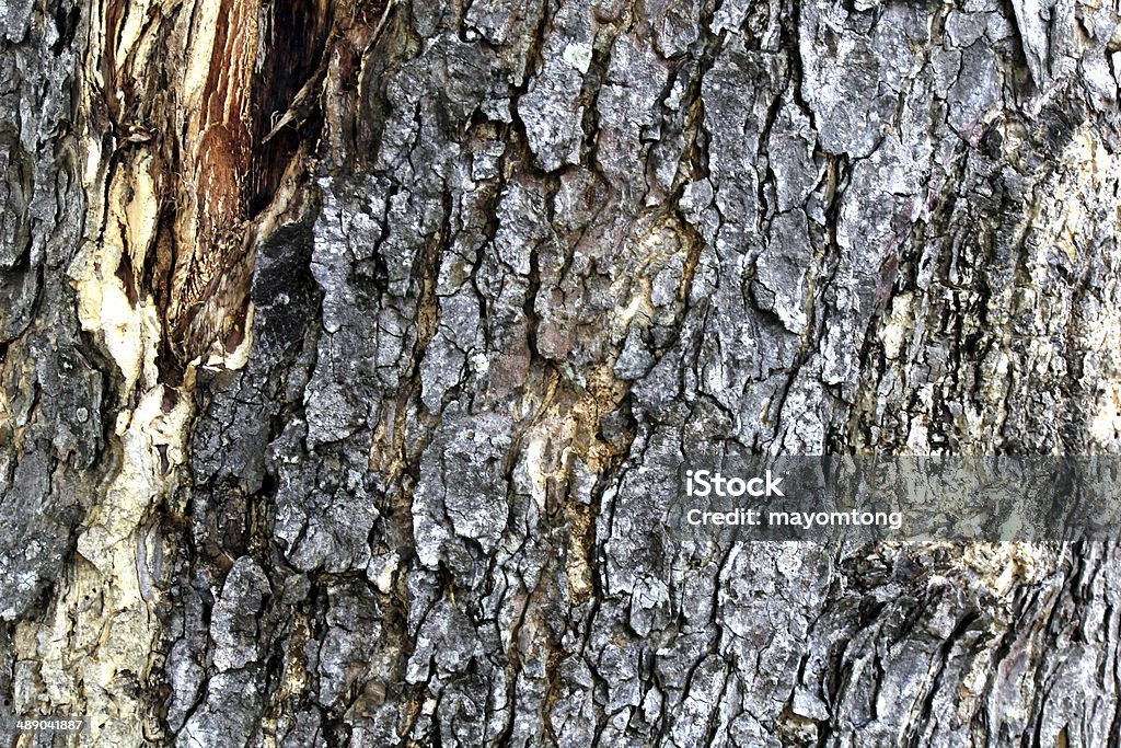 texture d'écorce d'arbre - Photo de Abstrait libre de droits