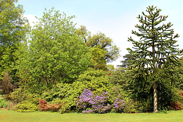 Monkey puzzle tree, azaleas, shrubs and flower border in garden Photo showing a well-planted garden flower border, comprising a series of evergreen shrubs, flowering azaleas and a young Monkey puzzle tree (Latin name: Araucaria araucana).  Money puzzles are also referred to as 'Chilean pines' and 'Monkey tail trees'.  This particular species is the hardiest tree within its conifer family genus. araucaria araucana stock pictures, royalty-free photos & images