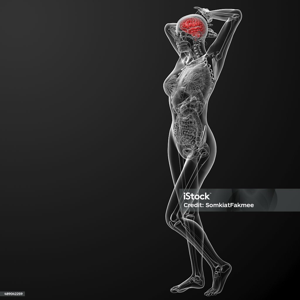 Orné d'une illustration 3D de la femelle cerveau-vue de côté - Photo de Abdomen libre de droits