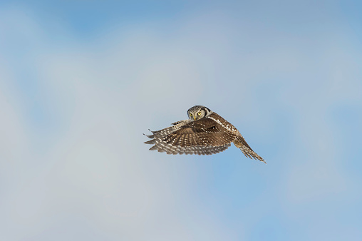 A Northern Hawk Owl in flight