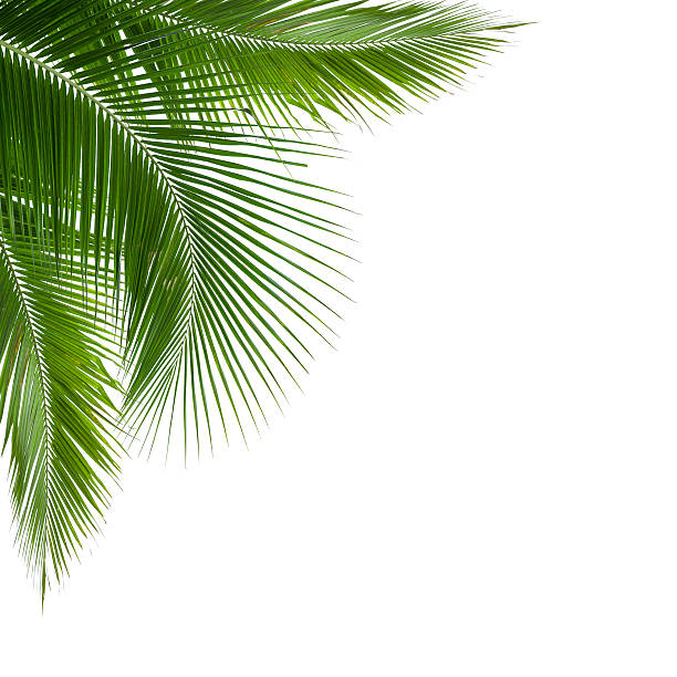 istock leaves of coconut tree isolated on white background 489042761