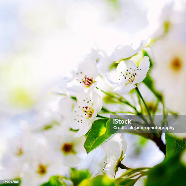 사쿠라 벚꽃 0명에 대한 스톡 사진 및 기타 이미지 - 0명, 개화, 겹벚꽃나무