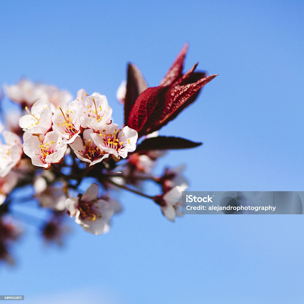 Fleur de cerisier - Photo de Arbre en fleurs libre de droits