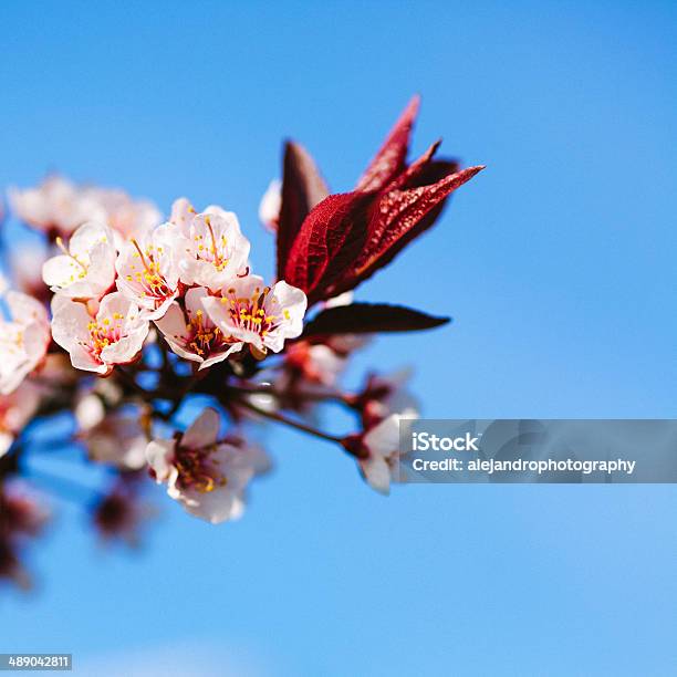 Photo libre de droit de Fleur De Cerisier banque d'images et plus d'images libres de droit de Arbre en fleurs - Arbre en fleurs, Beauté de la nature, Bleu