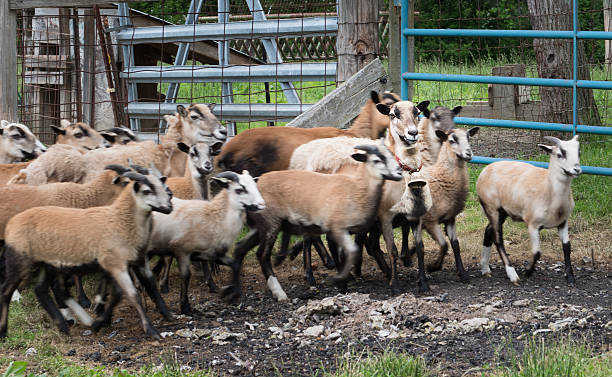 istock Herd of running Barbados Blackbelly Sheep 489042850