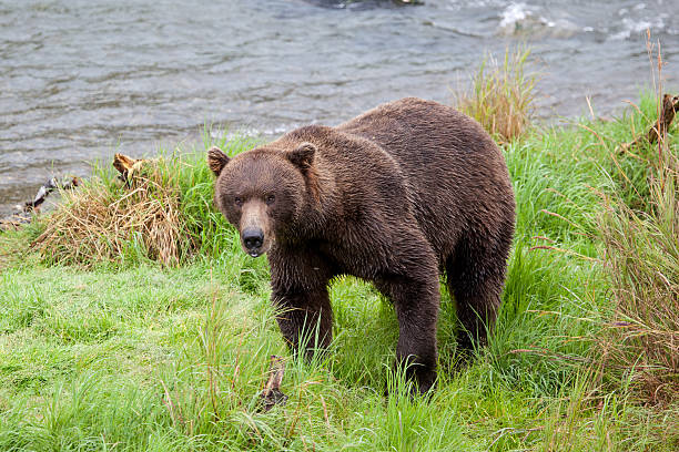 istock Brown bear eating grass at Brooks Falls 489043342