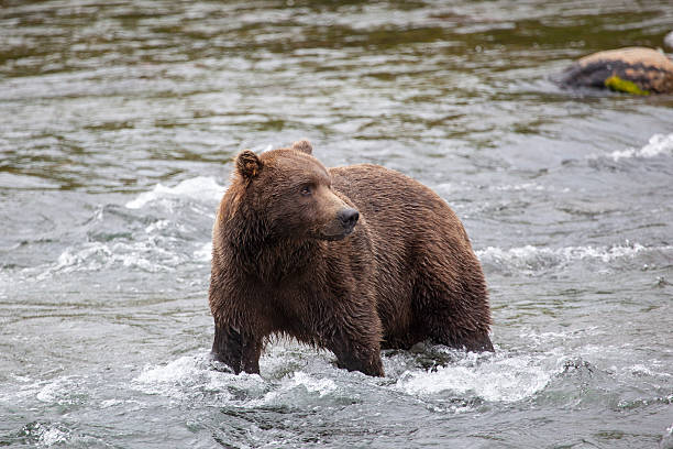istock Brown bear eating grass at Brooks Falls 489043370