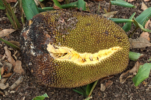 Jackfruit is the famous tropical fruit in Thailand