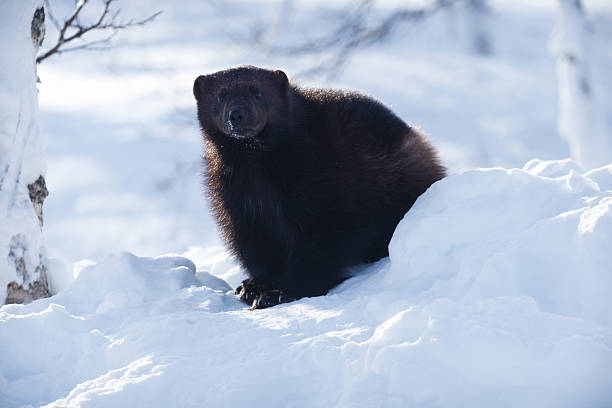 el wolverine en la nieve - wolverine endangered species wildlife animal fotografías e imágenes de stock