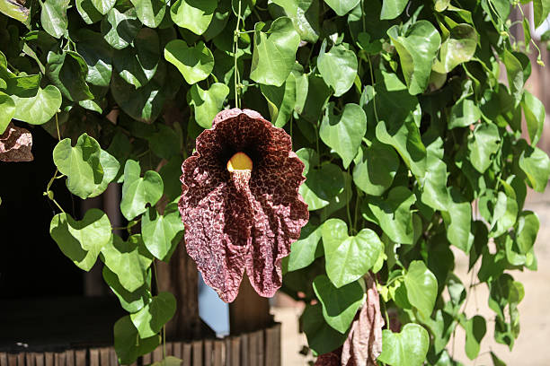istock Giant Dutchman’s pipe vine flower 489044296