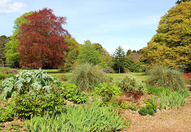 Photo showing a large garden within a park, with a well-planted herbaceous border containing flowers, grasses, day lilies (daylily / hemerocallis), iris and globe artichoke.  In the background is a line of mature trees, including copper beech (Latin name: fagus sylvatica purpurea), common beech (fagus sylvatica) and a monkey puzzle (Araucaria araucana).