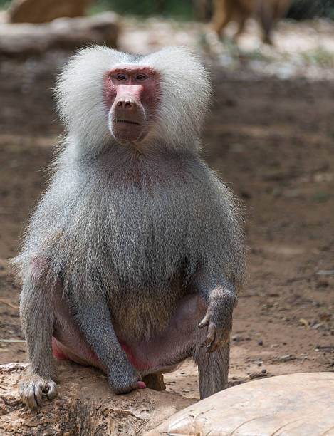 istock portrait of baboon monkey nature 489044781
