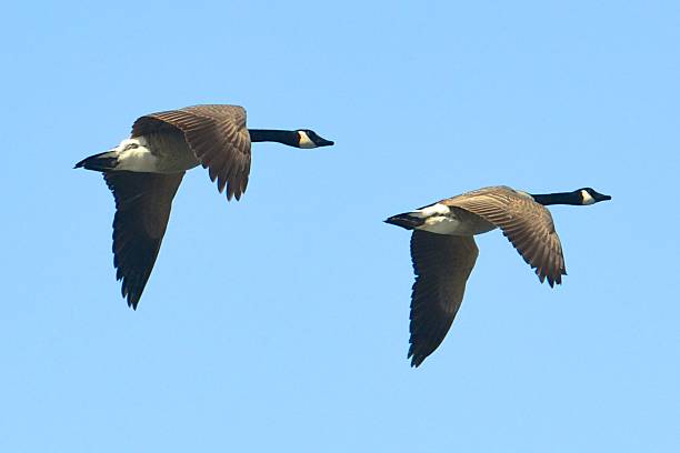 istock Canadian geese in flight 489044991