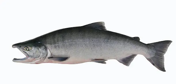 View of a real (not a plastic wall trophy) alaskan salmon, caught in Bird Creek, Alaska, location: N60 58.490 W149 27.726.  This is a male chum salmon or dog salmon or calico, known scientifically as Oncorhynchus keta. Fresh from the ocean adult still doesnt’t have typical spawning green coloration with sides covered with irregular bars. No distinct spots on back or tail.