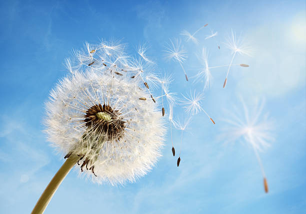 relógio dispersing de semente de dente-de-leão - spring flower dandelion expressing positivity - fotografias e filmes do acervo