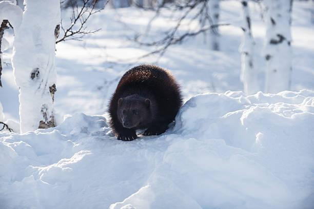 el wolverine caza de los alimentos en la nieve - wolverine endangered species wildlife animal fotografías e imágenes de stock