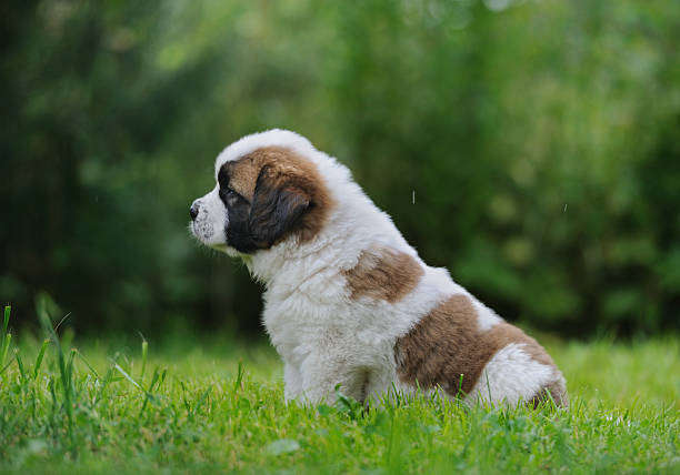 saint bernar cachorro sentado en el césped - saint bernard fotografías e imágenes de stock