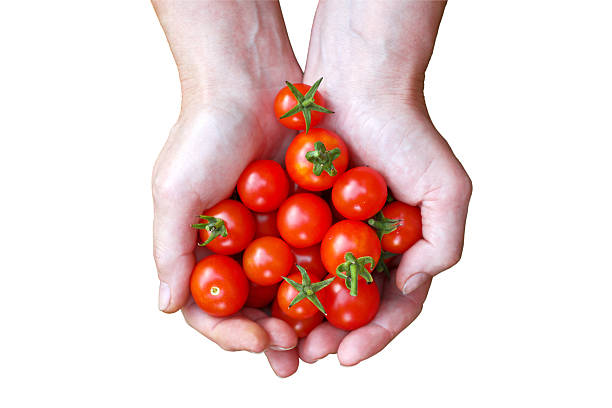 istock Woman holding  tomatoes in hands 489045993