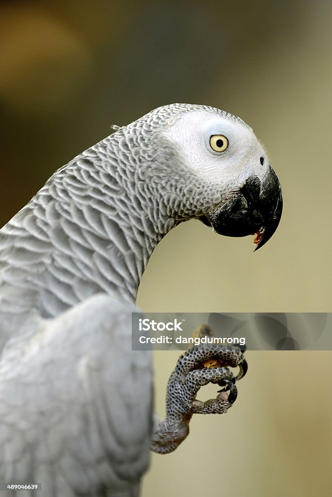 Papagaio cinzento africano alimentação - Royalty-free Animal Foto de stock