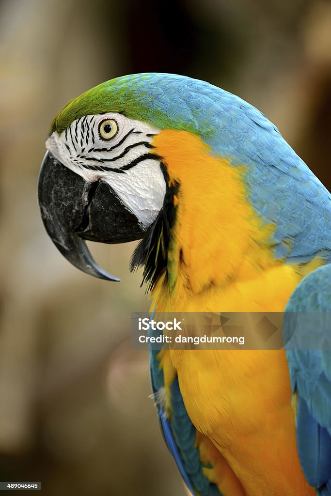 황색 및 청색 앵무새 클로즈업 - 로열티 프리 귀여운 스톡 사진