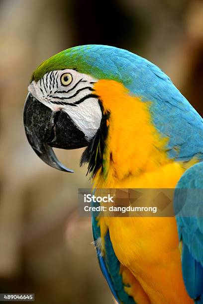 Foto de Amarelo E Azul Parrot Closeup e mais fotos de stock de Amarelo - Amarelo, Amazona Finschi, Animal
