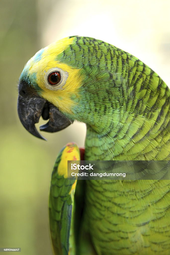 Gelbe und grüne Parrot head-Nahaufnahme - Lizenzfrei Bildschärfe Stock-Foto