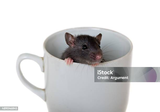 In A Cup Stock Photo - Download Image Now - Animal, Black Color, Close-up