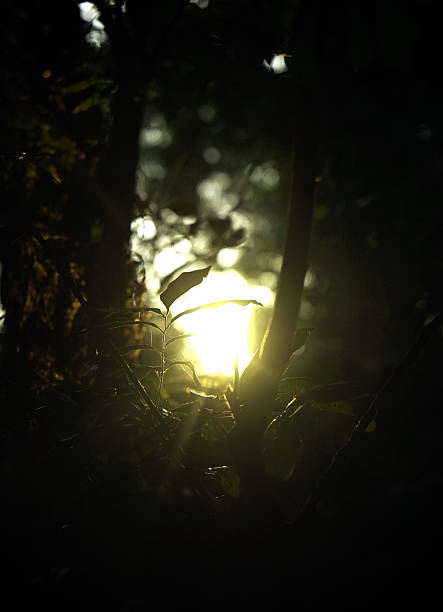istock Sunset background with leaves silhouette 489076692
