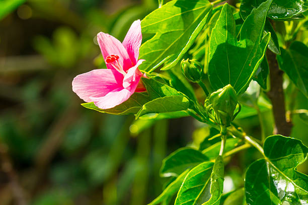 istock Closeup hibiscus flower 489077306