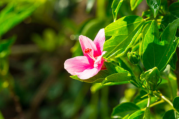 istock Closeup hibiscus flower 489077324