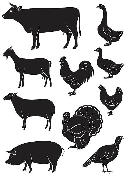 illustrations, cliparts, dessins animés et icônes de ensemble d'icônes vectorielles avec des animaux d'élevage et oiseaux - cochon dinde