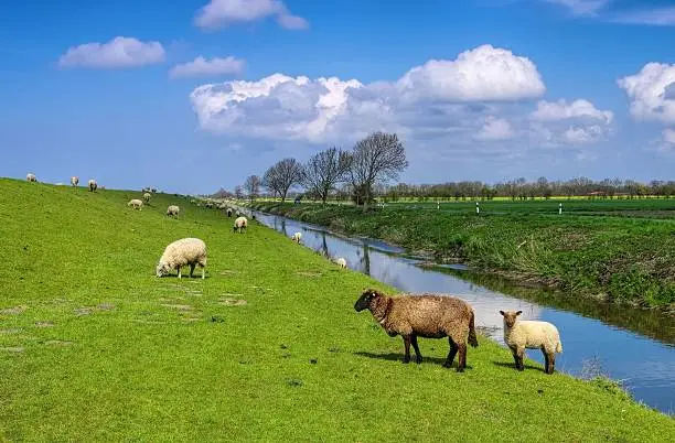 Eastern Friesland sheeps on dyke