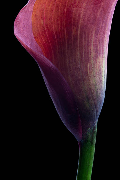 istock Beautiful calla lily on black background 489078140
