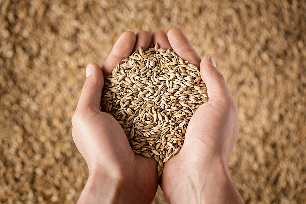 Harvest Close up of cupped farmer's hands full of grain cereal plant stock pictures, royalty-free photos & images