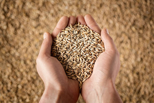 Harvest Close up of cupped farmer's hands full of grain rye stock pictures, royalty-free photos & images