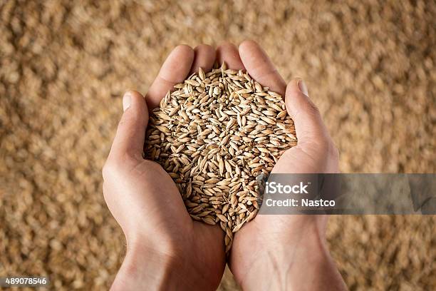 Harvest Stock Photo - Download Image Now - Cereal Plant, Seed, Wheat