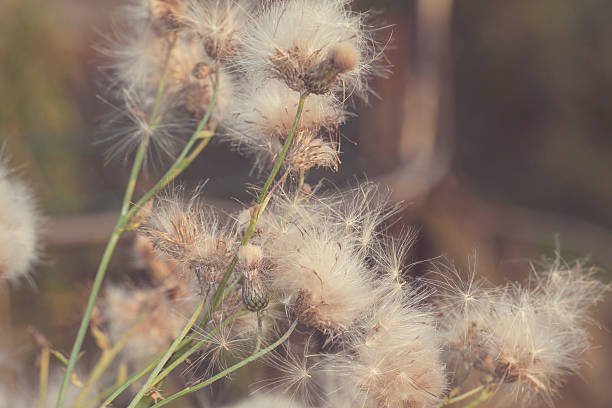 istock dandelions in the sunset 489079474
