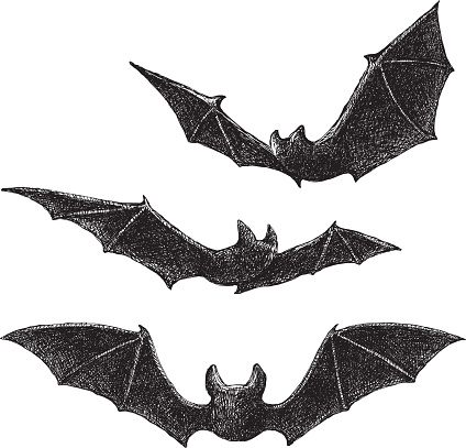 Bats Drawing