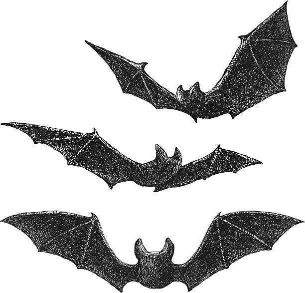 Bats Drawing Vector illustration of three bats. bat stock illustrations