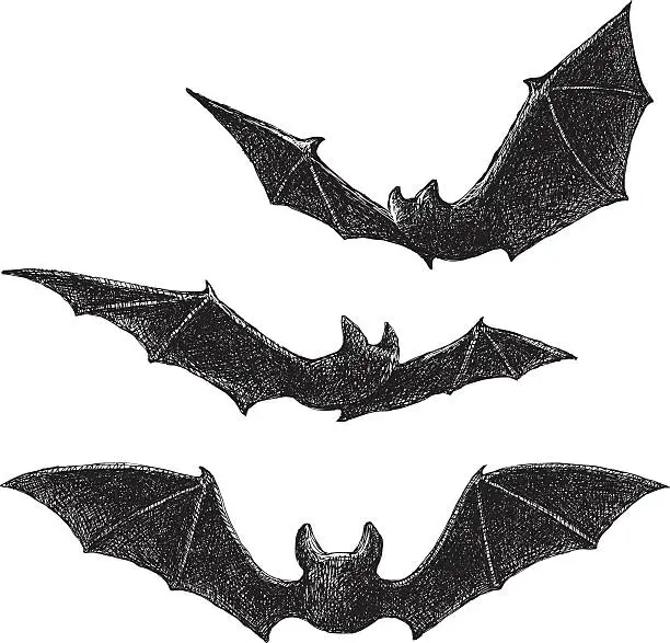 Vector illustration of Bats Drawing