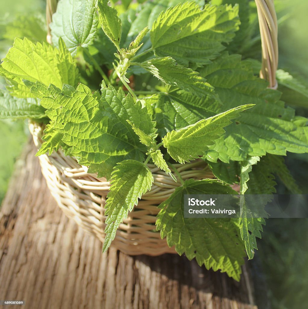 Freshly stinging nettles in basket Basket Stock Photo