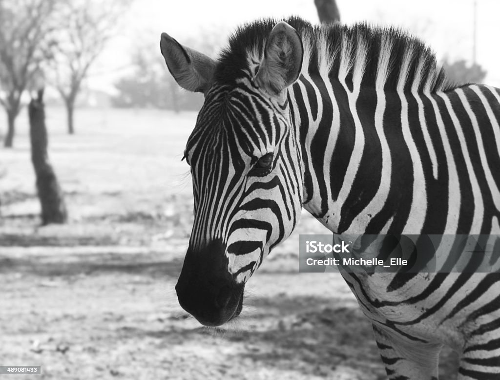 Zebra Porträt - Lizenzfrei Zebra Stock-Foto