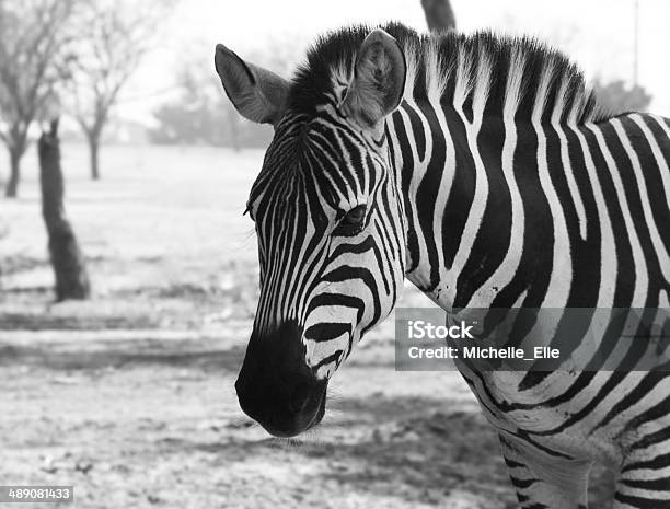 Zebra Porträt Stockfoto und mehr Bilder von Zebra - Zebra, Afrika, Blick in die Kamera