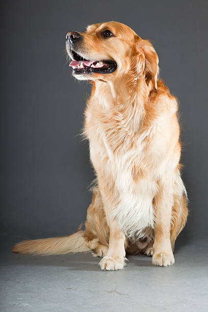 Long Hair Golden Retriever Stock Photos, Pictures & Royalty-Free Images - iStock Long Hair Golden Retriever Stock Photos, Pictures & Royalty-Free Images - iStock