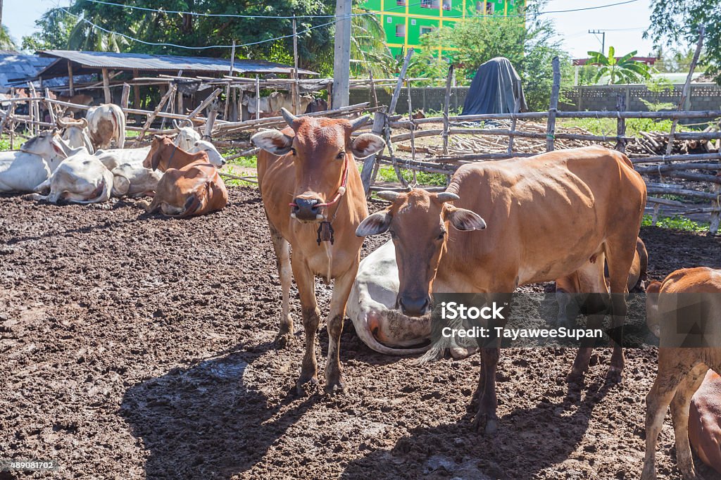 Thai cows resting in a field at southern ,Thailand Thai cows resting in a field at southern ,Thailand. 2015 Stock Photo
