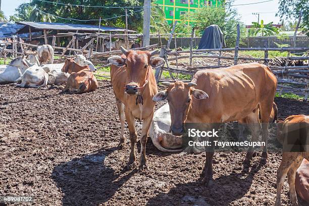 Thai Cows Resting In A Field At Southern Thailand Stock Photo - Download Image Now - 2015, Agriculture, Animal