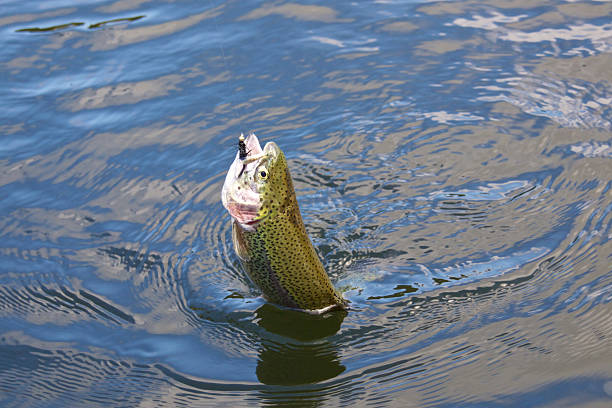 Rainbow Trout caught on a black fly with hook and head above the water line. Close up of the fish. A popular fish in Oregon lakes and rivers.